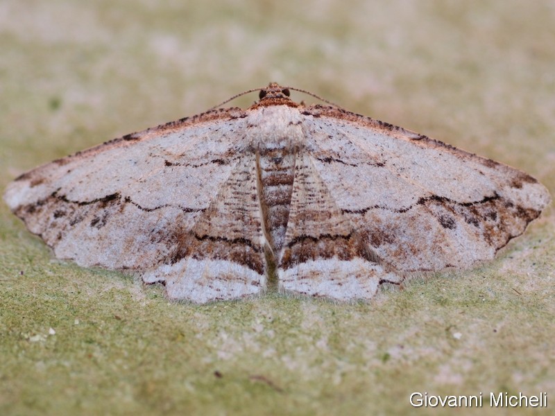 Geometridae da identificare - Menophra abruptaria